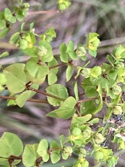 Euphorbia stricta