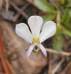 Lobelia nana