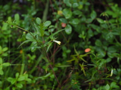 Melampyrum pratense
