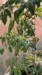 Solanum lycopersicum