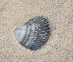 Noetia