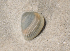 Noetia