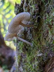 Hydropus marginellus