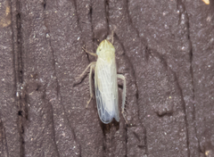 Laevicephalus