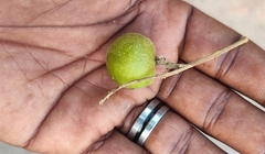 Sapindus trifoliatus