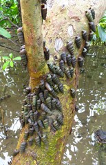 Cerithidea decollata