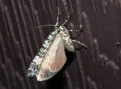 Spargania viridescens