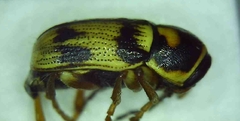 Cryptocephalus mariae