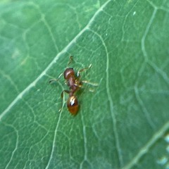 Temnothorax schaumii