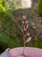 Hypodiscus aristatus