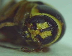 Cryptocephalus mariae