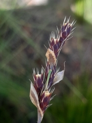 Hypodiscus aristatus