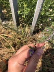 Medicago