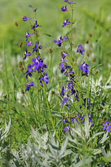 Delphinium glareosum