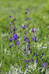 Delphinium glareosum