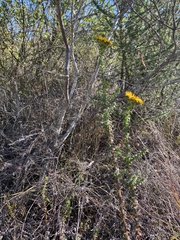 Oedera capensis