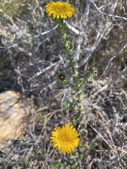 Oedera capensis