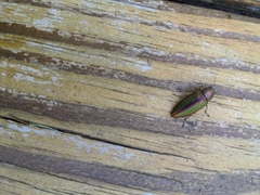 Buprestis aurulenta