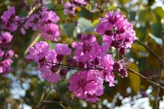 Physocalymma scaberrimum