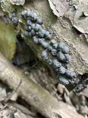 Annulohypoxylon annulatum