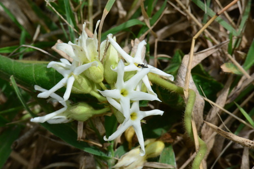 Schubertia multiflora