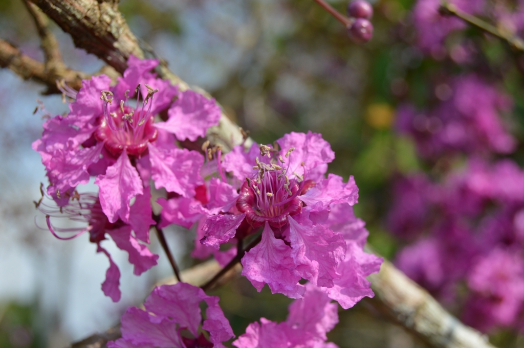 Physocalymma scaberrimum