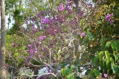 Physocalymma scaberrimum