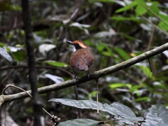 Myrmoborus leucophrys