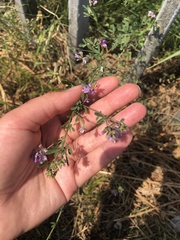 Medicago