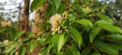 Syzygium zeylanicum