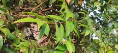 Syzygium zeylanicum