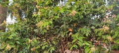 Syzygium zeylanicum