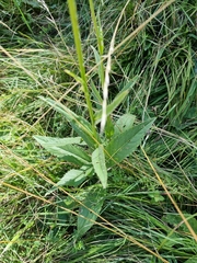 Cirsium pannonicum