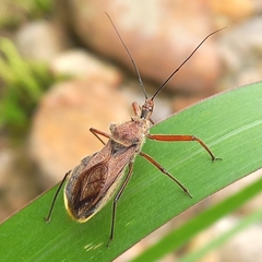 Ploeogaster