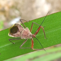 Ploeogaster
