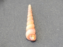 Turritellinella tricarinata