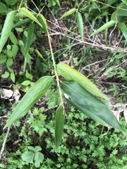 Angiospermae