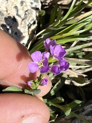 Phoenicaulis