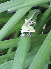 Anolis carolinensis