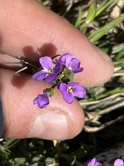 Phoenicaulis