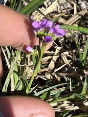 Phoenicaulis