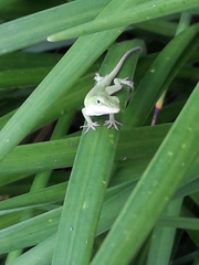 Anolis carolinensis