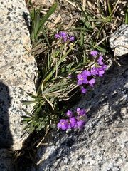 Phoenicaulis