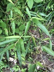 Angiospermae