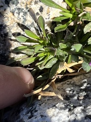 Phoenicaulis