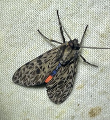 Eucereon pseudarchias