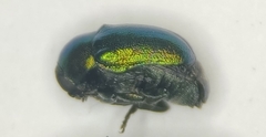 Cryptocephalus cristula