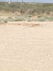 Athene cunicularia hypugaea