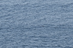 Phocoena phocoena