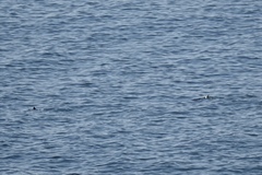 Phocoena phocoena